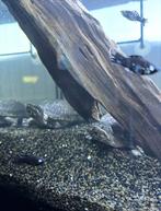 Twee muskus schildpadjes, Dieren en Toebehoren, Ophalen, Zo goed als nieuw, Overige typen