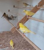 Agaat en isabel gele kanaries, Dieren en Toebehoren, Vogels | Kanaries, Meerdere dieren, Kleurkanarie