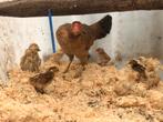 Kip met 11 kuikens, Dieren en Toebehoren, Pluimvee, Meerdere dieren, Kip