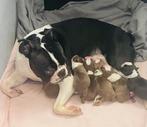 Raszuivere gloed mooie Boston terrier pups!, Dieren en Toebehoren, Rabiës (hondsdolheid), Overige rassen, 8 tot 15 weken, Meerdere dieren