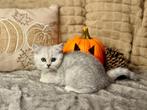 Prachtige Britse Korthaar kittens  superlief karakter, Dieren en Toebehoren, Katten en Kittens | Raskatten | Korthaar, Meerdere dieren