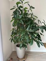 De Ficus Elastica - Rubberplant, Ophalen, Ficus, 200 cm of meer, Halfschaduw