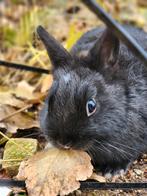 Konijntje, Dieren en Toebehoren, Konijnen