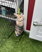 Dwergkonijn (bijna 1 jaar oud), Dieren en Toebehoren, Konijnen, Vrouwelijk, Dwerg, 0 tot 2 jaar