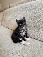 Britse korthaar kittens smoked, Dieren en Toebehoren, Meerdere dieren, Ontwormd, 0 tot 2 jaar