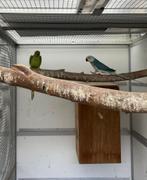 kweekkoppel halsbandparkieten opaline wkws, Meerdere dieren, Parkiet