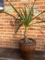 yucca gloriosa, Volle zon, Vaste plant, Zomer, Ophalen