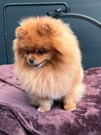 Pomeriaan dekreu fci stamboom & getest, Dieren en Toebehoren, Honden | Dekreuen, Rabiës (hondsdolheid), Reu, Eén hond, 3 tot 5 jaar