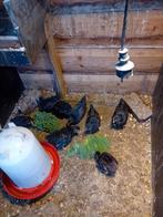 Jonge hennen te koop van de Barneveldse kippen dubbel gezoom, Vrouwelijk, Kip