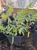 Hyssop kruiden biologische teelt, Tuin en Terras, Planten | Tuinplanten, Ophalen, Overige soorten, Volle zon