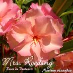 Nerium oleander Mrs. F Roeding meervoudige bloeiende., Ophalen of Verzenden, Zomer, Volle zon