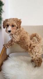 Maltipoo F1, 8 tot 15 weken, Eén hond, Nederland, Particulier