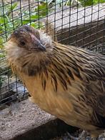 3 baardkriel hennetjes evt met haantje, Vrouwelijk, Kip