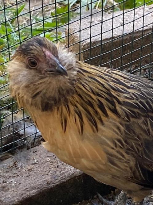 3 baardkriel hennetjes evt met haantje, Dieren en Toebehoren, Pluimvee, Kip, Vrouwelijk