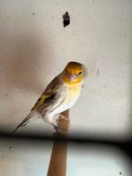 Bastaard putter 2024 !!!, Dieren en Toebehoren, Mannelijk, Bastaard