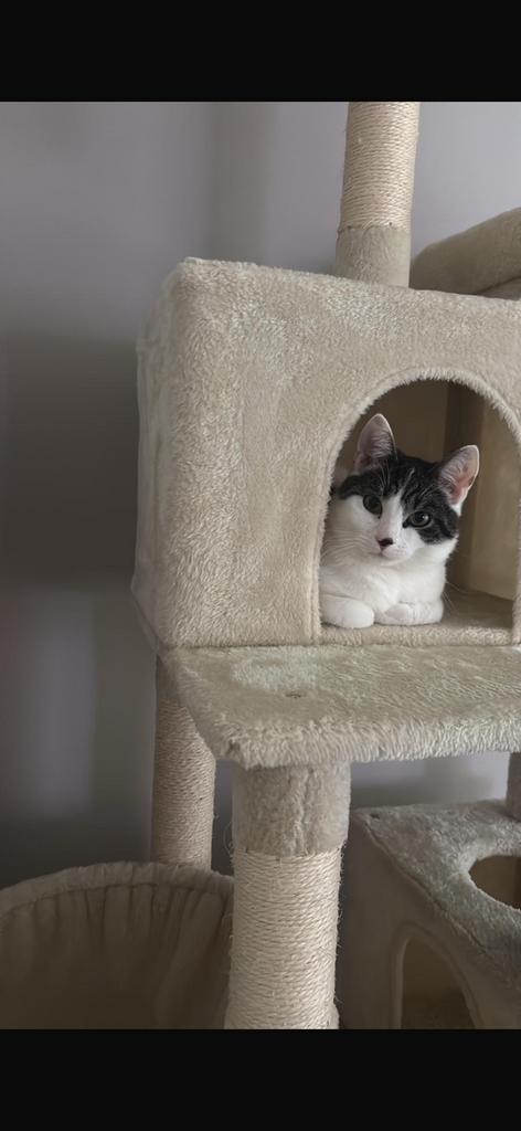 Europese korthaar (9 maanden), Dieren en Toebehoren, Katten en Kittens | Raskatten | Korthaar, Kater