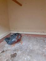 Chinese dwergkwartels natuurbroed, Dieren en Toebehoren, Vogels | Overige Vogels, Meerdere dieren