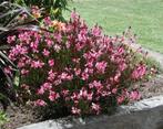 gaura lindheimeri gaudi rose prachtkaars, vaste sierplant, Tuin en Terras, Halfschaduw, Zomer, Vaste plant, Bodembedekkers