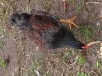 barnevelder blauw dubbel gezoomd haan, Dieren en Toebehoren, Pluimvee, Kip