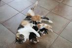Kittens, Dieren en Toebehoren, Katten en Kittens | Overige Katten, Kortharig, Geslacht onbekend, 0 tot 2 jaar