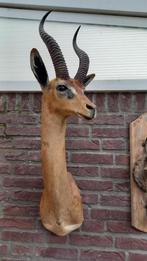 Giraf antilope, Verzamelen, Nieuw, Wild dier, Gewei of Kop, Ophalen of Verzenden