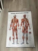 Anatomie Poster, Verzamelen, Posters, Gebruikt, Rechthoekig Staand, Ophalen, Overige onderwerpen