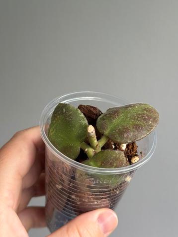 Hoya waymaniae sp. Kampung Kipandi beschikbaar voor biedingen