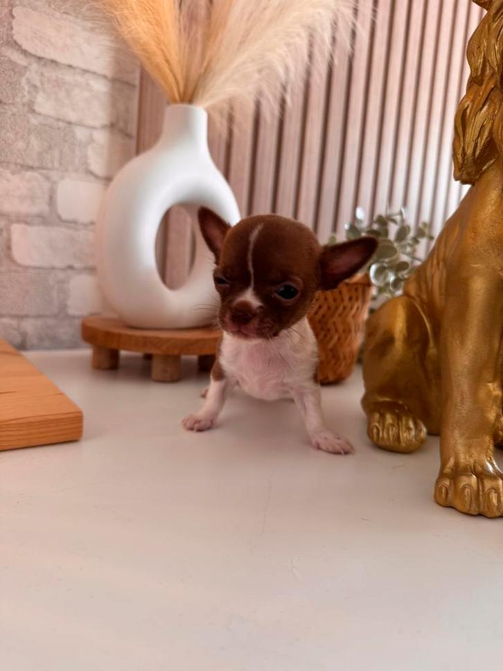 Lieve Chihuahua puppy’s pups te koop – goed gesocialiseerd ✨, Dieren en Toebehoren, Honden | Chihuahua's en Gezelschapshonden