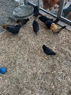 Antwerpse baardkriel kuikens, Dieren en Toebehoren, Pluimvee, Vrouwelijk, Kip