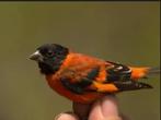 Gezocht kapoetsensijs, Dieren en Toebehoren, Vogels | Overige Vogels, Mannelijk, Tropenvogel