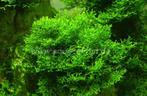 Monoselenium Mos Plant Aquarium, Ophalen, Zo goed als nieuw, Plant(en), Steen of Hout