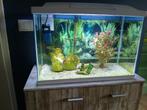 Compleet aquarium , 4 vissen en kast, Dieren en Toebehoren, Vissen | Aquaria en Toebehoren, Ophalen, Zo goed als nieuw, Gevuld zoetwateraquarium