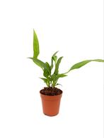 anthurium vittarifolium 5,5cm pot, Huis en Inrichting, Kamerplanten, Ophalen of Verzenden