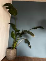 Strelitzia (Paradijsvogelplant) met pot, Ophalen, Overige soorten, Halfschaduw, In pot
