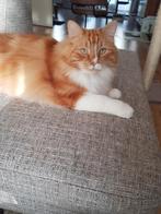 Siberische Boskat kater, Dieren en Toebehoren, Katten en Kittens | Raskatten | Langhaar, Kater, Gechipt