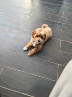 Maltipoo s, Dieren en Toebehoren, Honden | Chihuahua's en Gezelschapshonden, Overige rassen, CDV (hondenziekte), 8 tot 15 weken