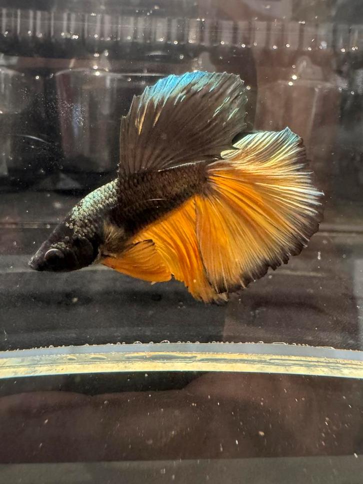 Betta Splendens mustard black yellow halfmoon man, Dieren en Toebehoren, Vissen | Aquariumvissen, Zoetwatervis, Vis