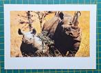 Neushoorn met jong, Verzamelen, Ophalen of Verzenden, 1980 tot heden, Ongelopen, Wild dier
