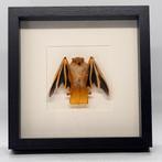 Opgezette vleermuis in lijst Kerivoula picta - 25 x 25 cm, Verzamelen, Dierenverzamelingen, Ophalen of Verzenden, Nieuw, Insect