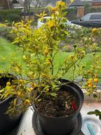 Aji charapita zaad, Tuin en Terras, Bloembollen en Zaden, Ophalen of Verzenden