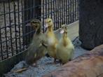 Indische loopeenden kuikens | Fleseenden | Snel tam, Meerdere dieren, Eend