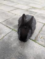 Lief vrouwtjes konijn 8 weken oud, Vrouwelijk