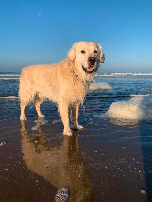 Oppas gezocht voor golden retriever, Diensten en Vakmensen, Dieren | Honden | Verzorging, Oppas en Les, Particuliere oppas