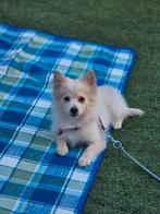 Leuke Kees/pomeranian Reu, Dieren en Toebehoren, Honden | Chihuahua's en Gezelschapshonden, België, Particulier, 15 weken tot 1 jaar