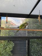 Koppel muisparkieten van dit jaar, Dieren en Toebehoren, Meerdere dieren, Parkiet, Geringd