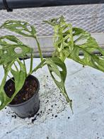 Monstera Adansonii Indonesian Marble, Overige soorten, In pot, Minder dan 100 cm, Groene kamerplant