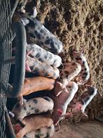 Biggen te koop, Dieren en Toebehoren, Schapen, Geiten en Varkens, Mannelijk, Geit