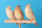 Te koop Binsenastrildes, Dieren en Toebehoren, Meerdere dieren, Tropenvogel, Tam