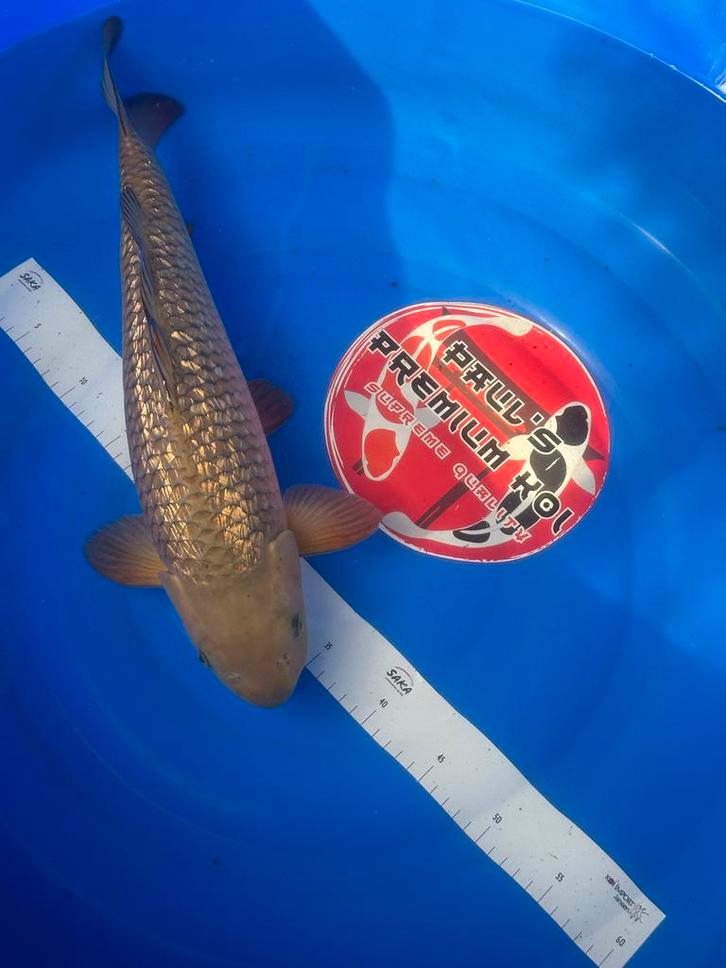 Hoge kwaliteit Japanse Koi!!, Dieren en Toebehoren, Vissen | Vijvervissen, Karper of Koi