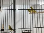 Dikbekcini met DNA 2025 (man) correct geringd, Dieren en Toebehoren, Mannelijk, Tropenvogel